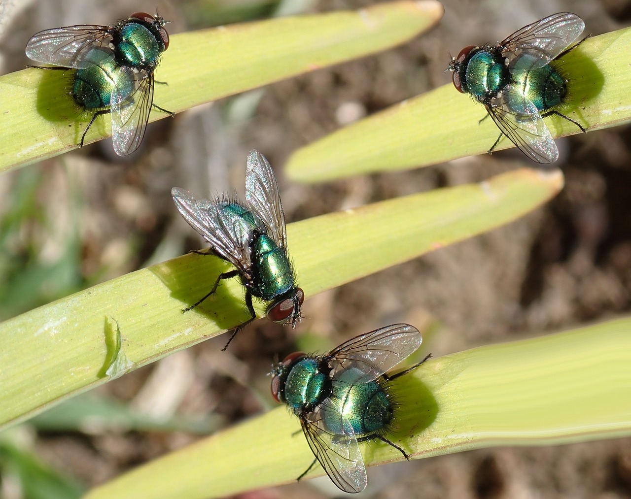 jak stosować klej entomologiczny