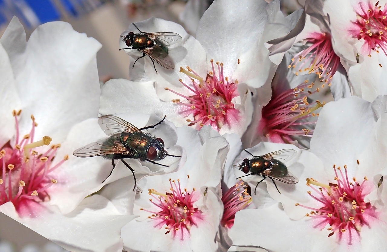 klej entomologiczny opinię