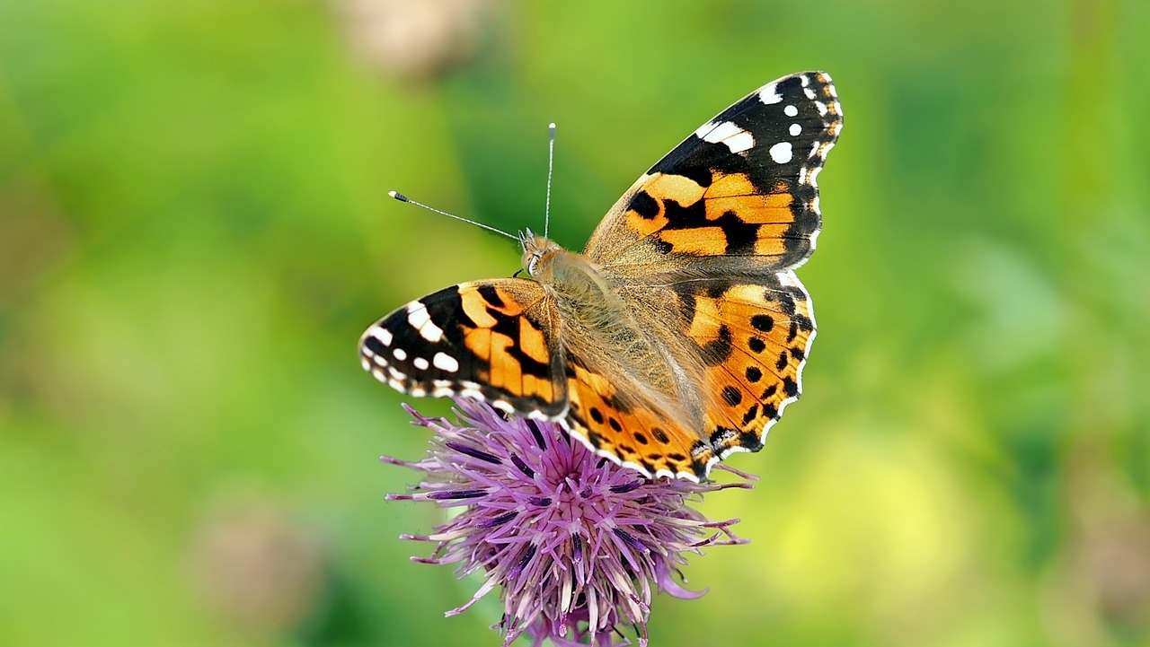 motyl w zimie w domu